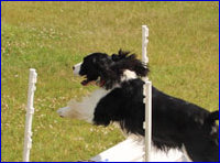 Hundeschule Heimann Agilityturnier 2012