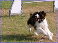 Tahiti beim Longieren