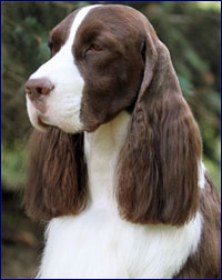 ESS Germany Erster Wurf